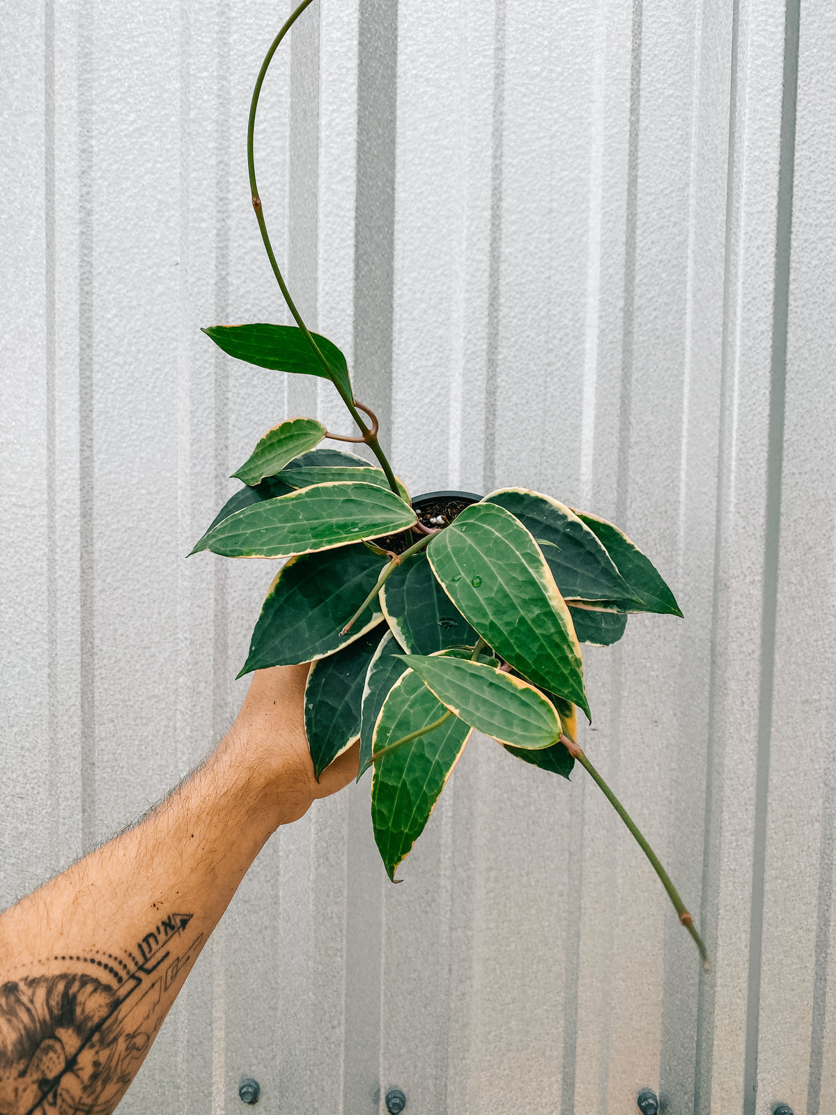 4" Variegated Hoya ‘Macrophylla'