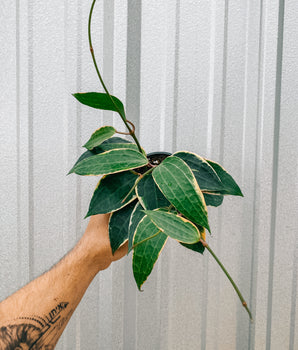 4" Variegated Hoya ‘Macrophylla'