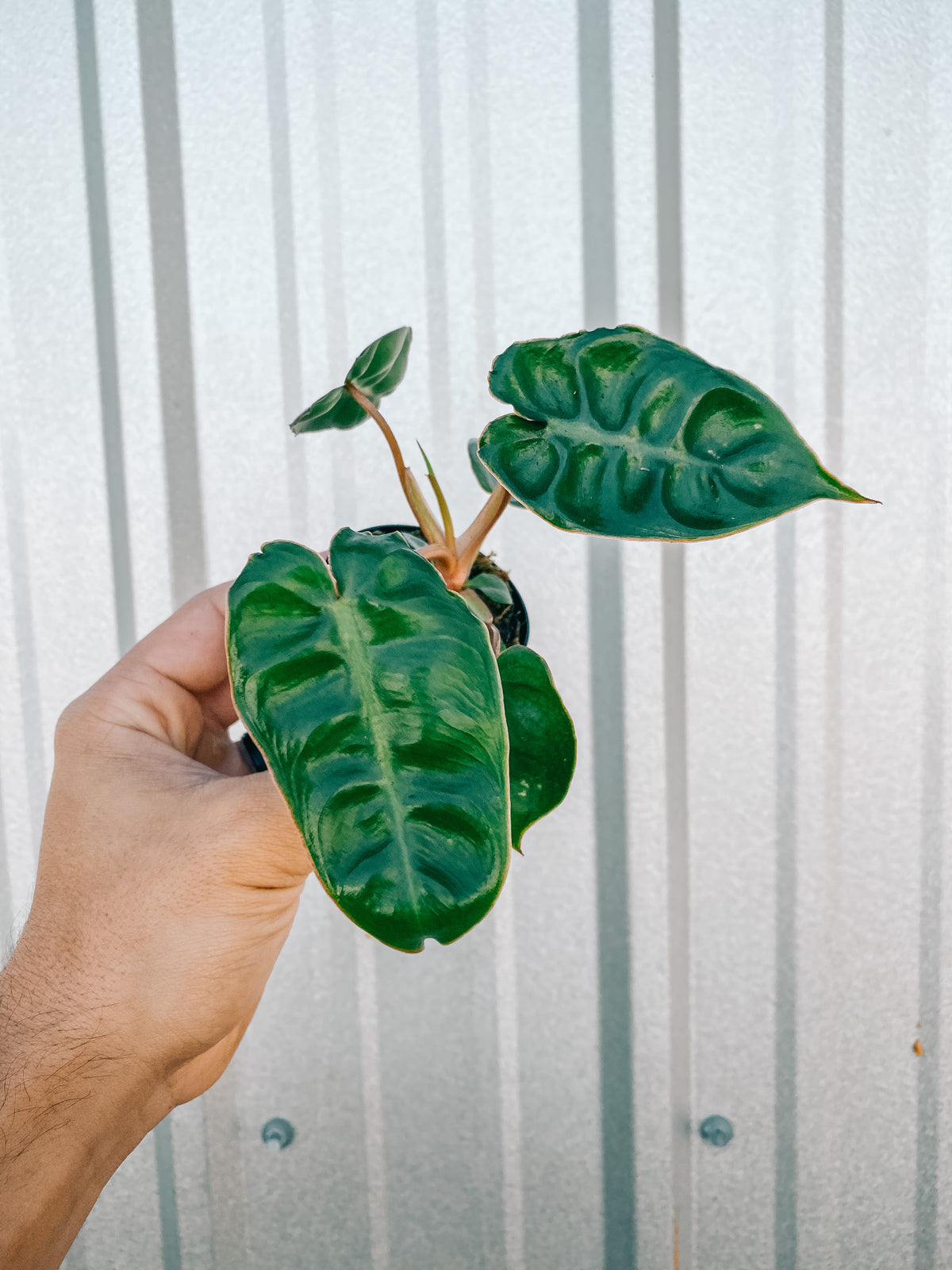 2.5" Philodendron ‘Billietiae’ (Starter Plant)