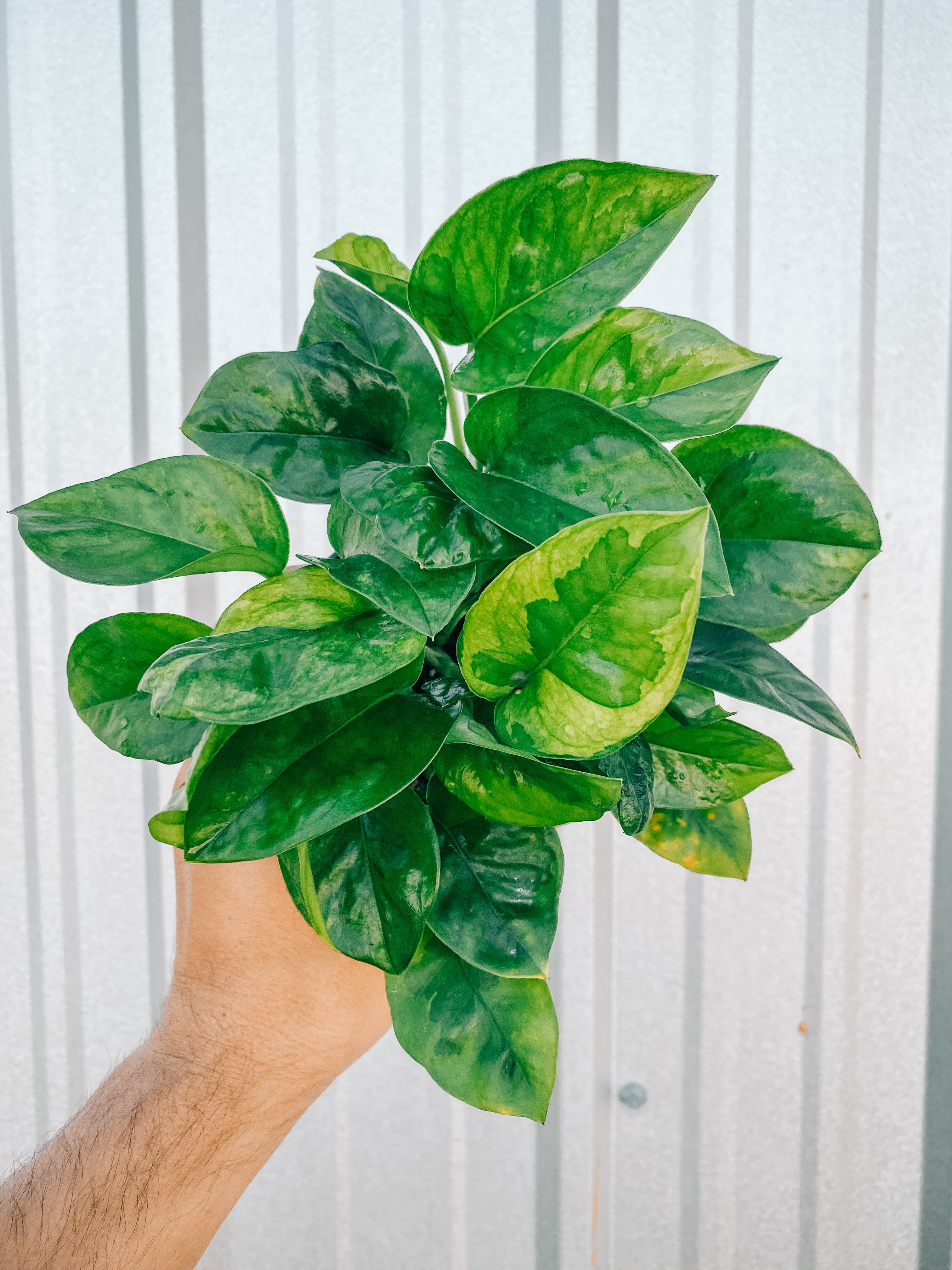 pothos varietà 4" Pothos 'Emerald'