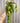 4.5" Epiphyllum 'Orchid Cactus' (Hanging Basket)
