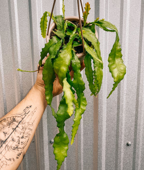 4.5" Epiphyllum 'Orchid Cactus' (Hanging Basket)