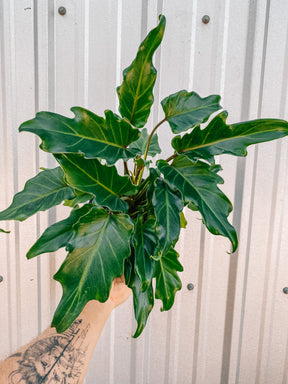 6" Philodendron 'Xanadu'