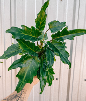 6" Philodendron 'Xanadu'
