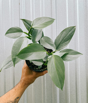 6" Philodendron 'Silver Sword'