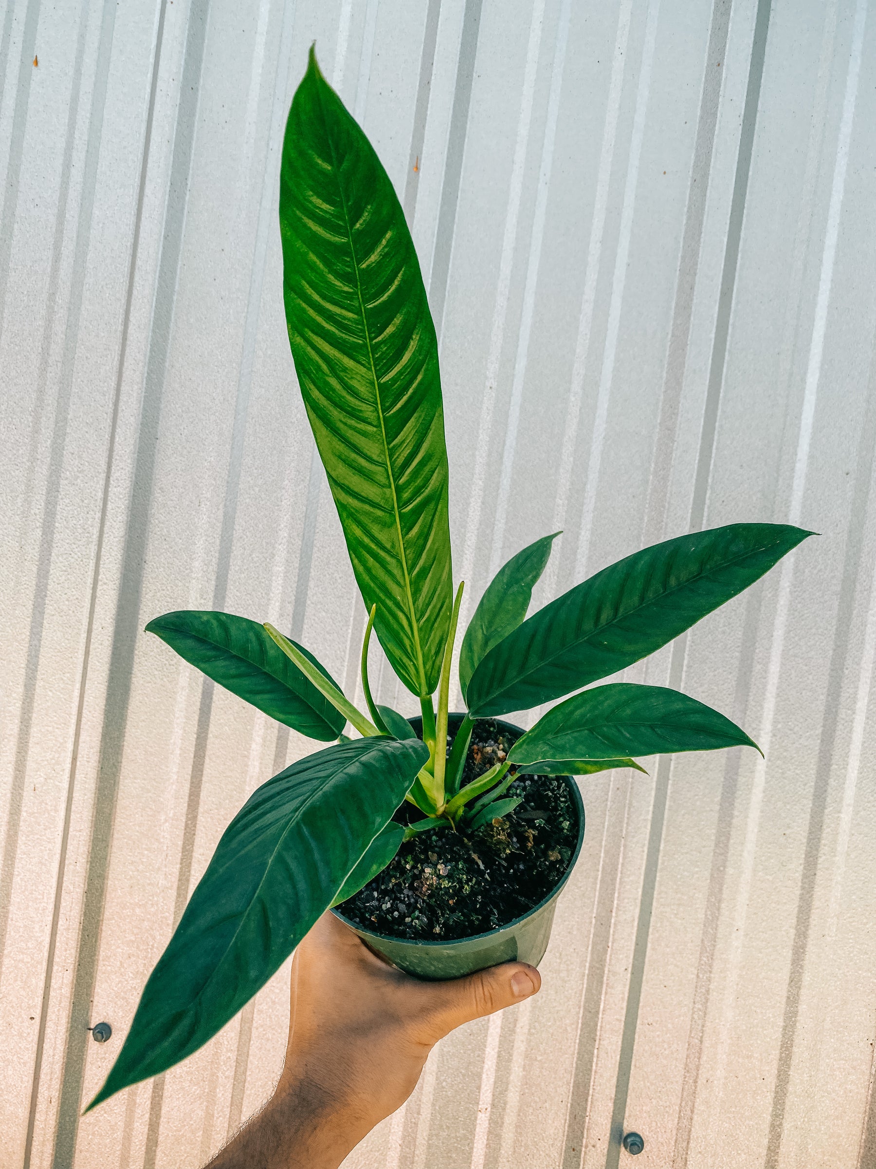 6" Philodendron 'Campii Lynette'