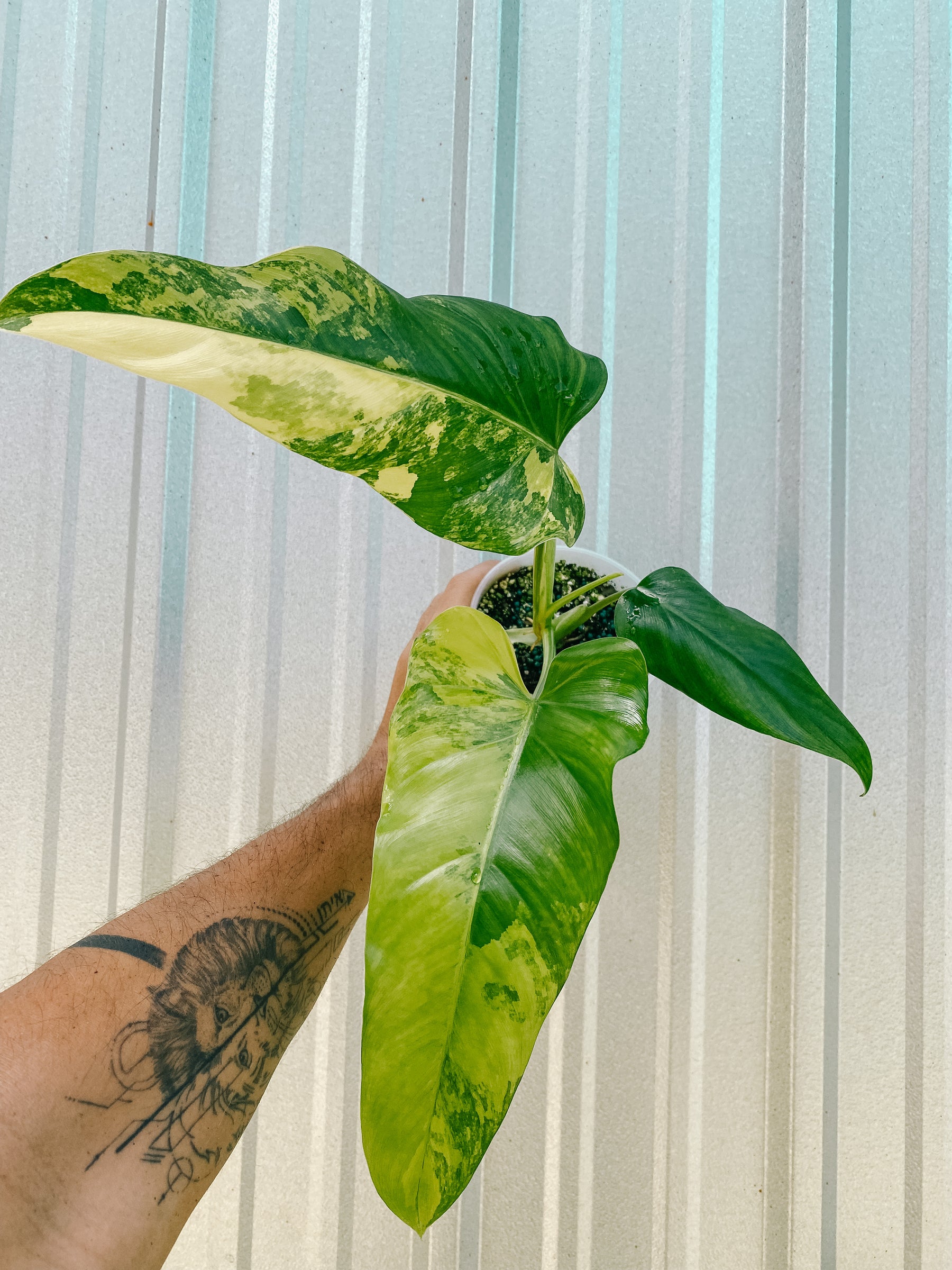 4” Variegated Philodendron 'Domesticum'