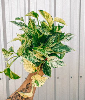 6" Pothos 'Marble Queen'