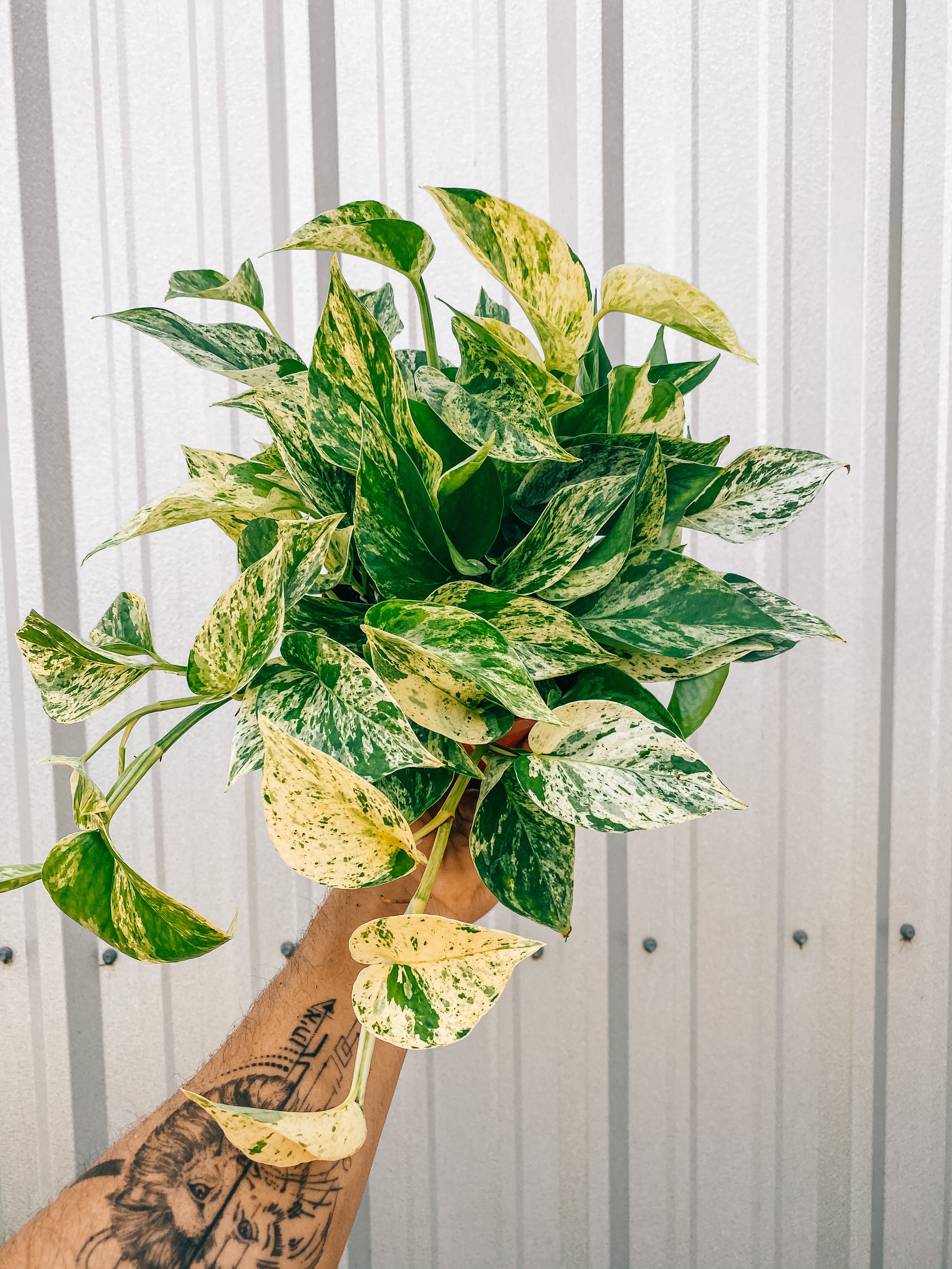 marble queen pothos full grown 6" Pothos 'Marble Queen' – BWH Plant Co