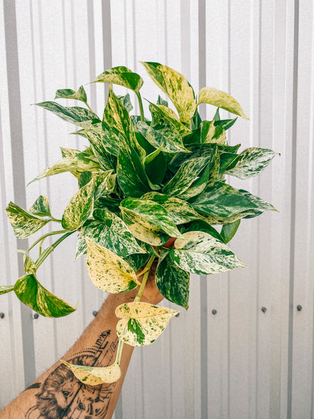 fake marble pothos 6