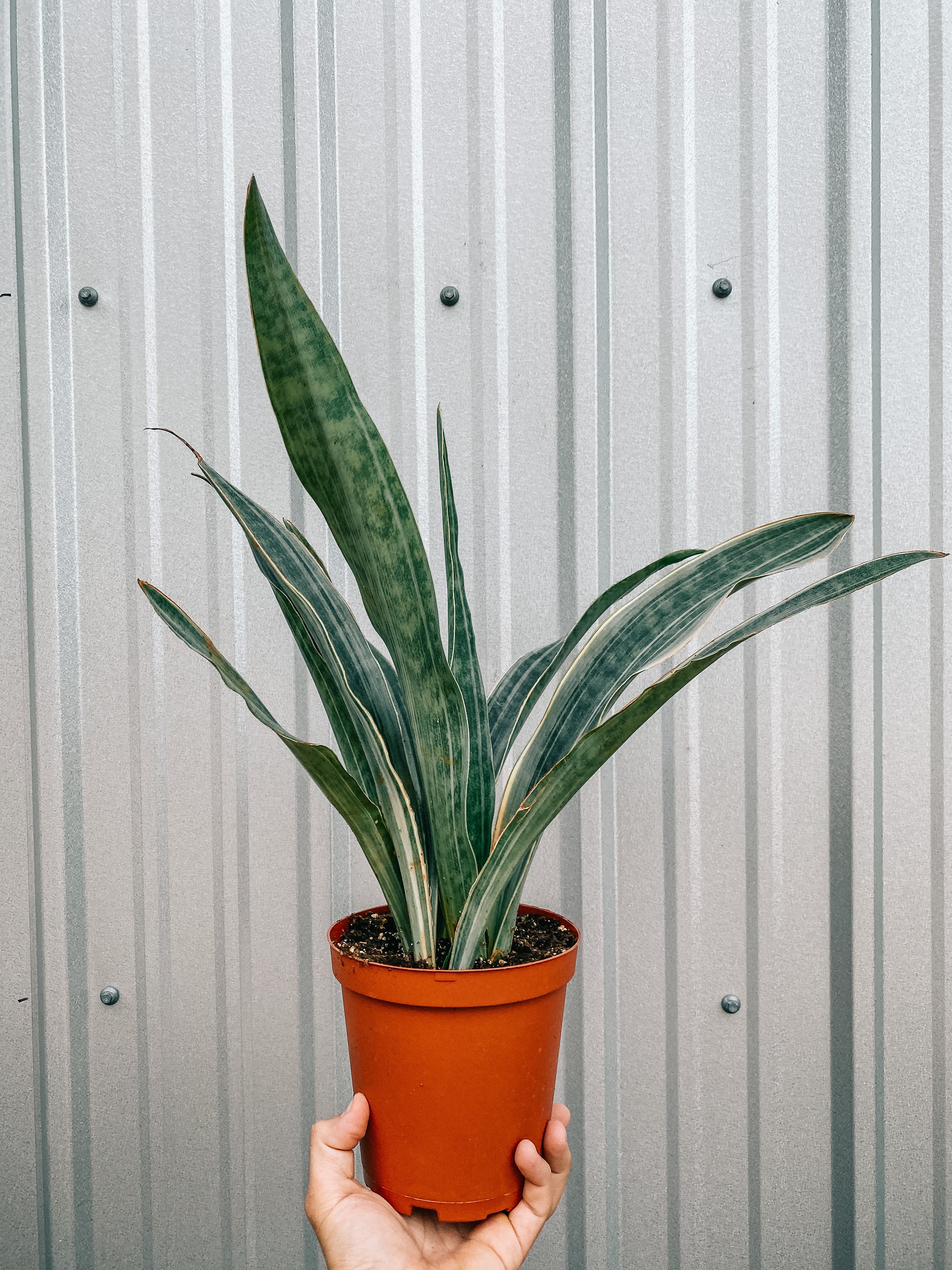 gray snake plant 6" Sansevieria 'Siam Silver' – BWH Plant Co