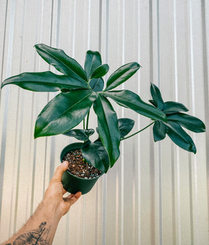 6" Thaumatophyllum Spruceanum (Philodendron Goeldii)