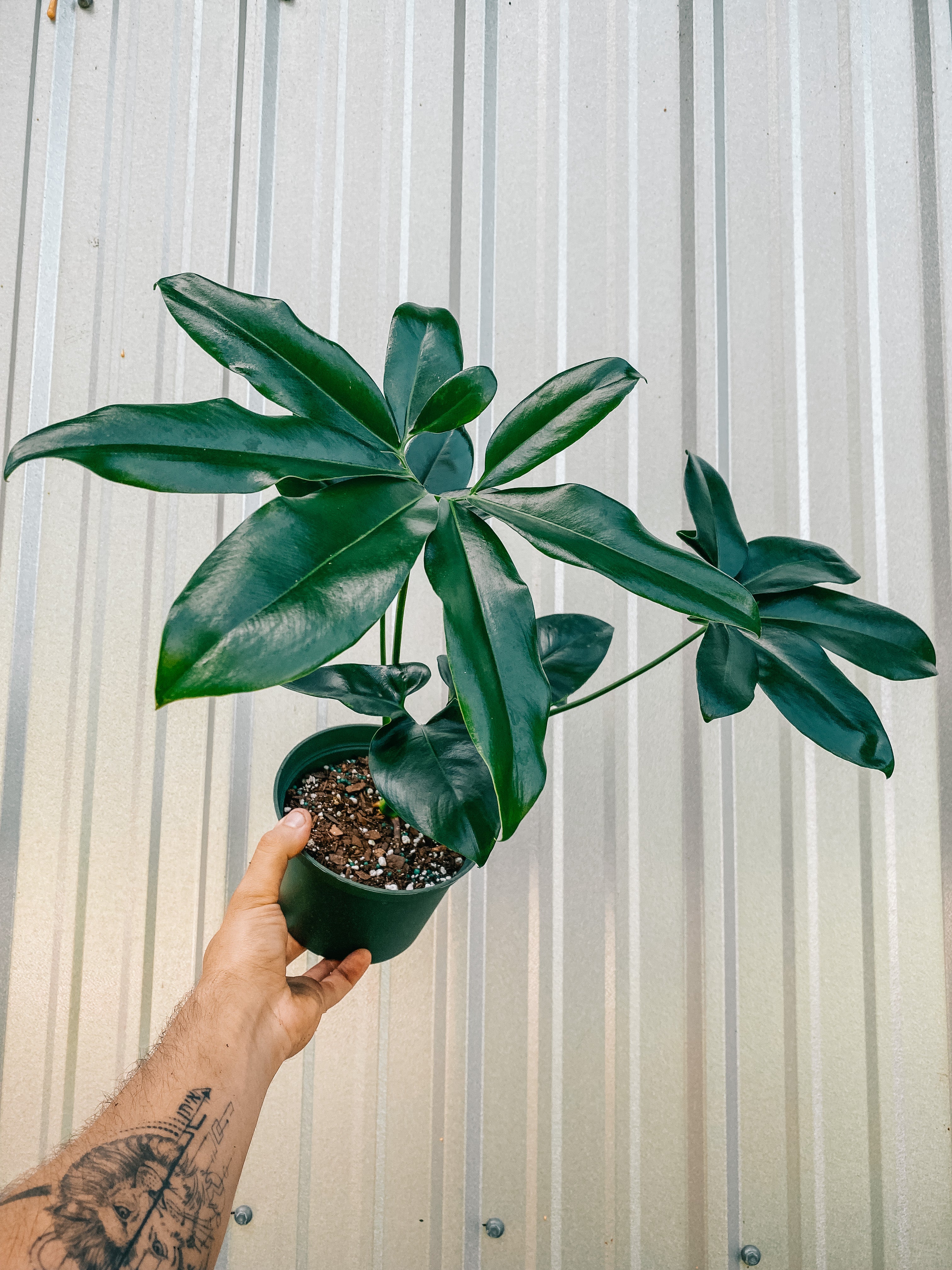 philodendron goeldii common name 6" Thaumatophyllum Spruceanum (Philodendron Goeldii) – BWH Plant Co