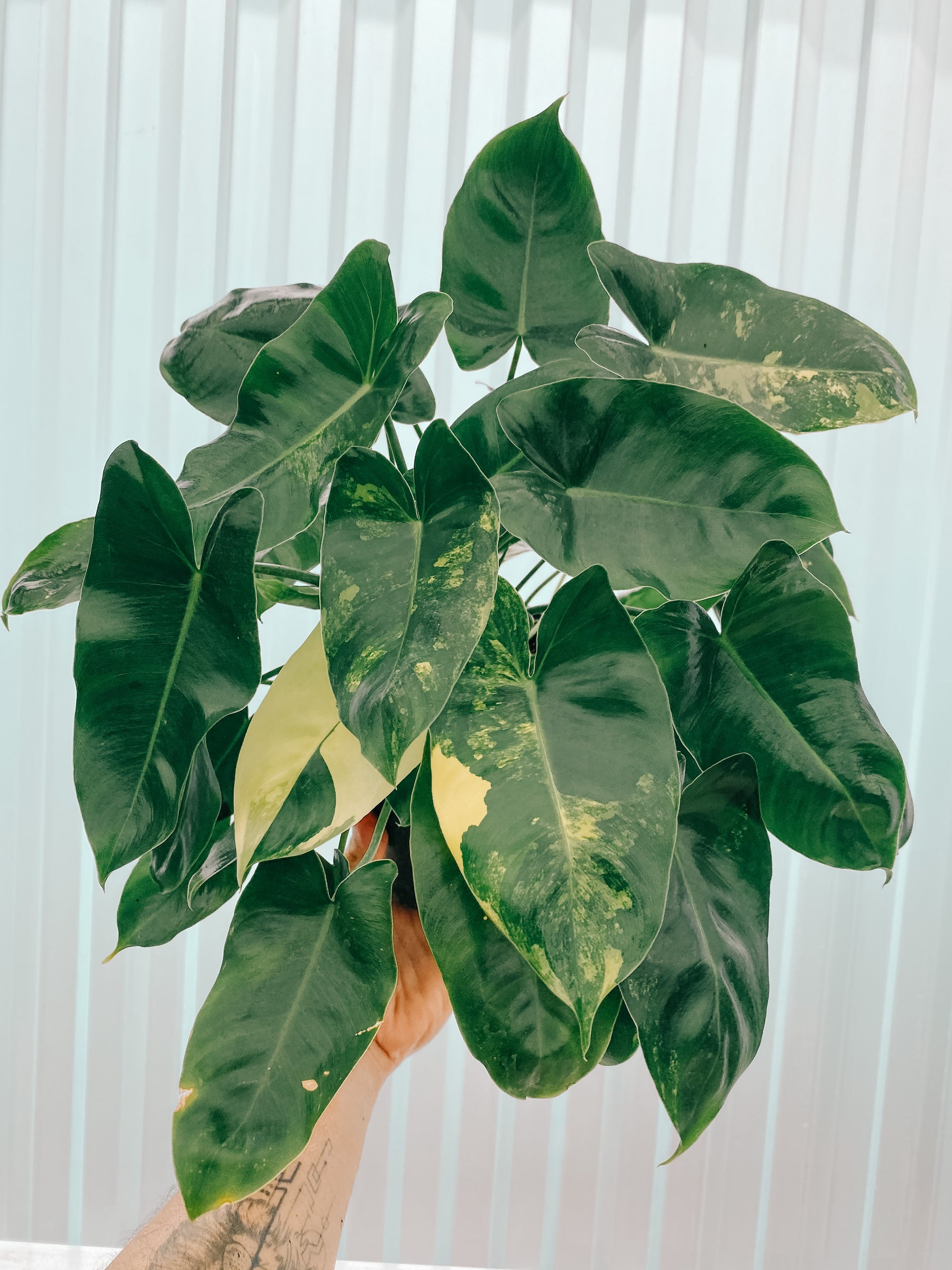 6" Variegated Philodendron 'Burle Marx'