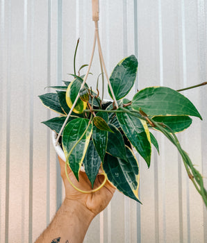 6" Varieagted Hoya ‘Macrophylla' (Hanging Basket)