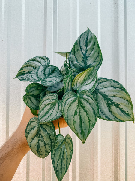 philodendron brandtianum price 4" Philodendron 'Brandtianum' – BWH Plant Co