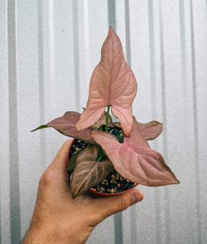 4" Syngonium 'Pink Perfection'
