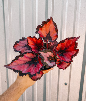 4" Begonia ‘Harmony's Red Robin'