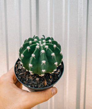 4" Echinopsis 'Subdenudata' (Domino Cactus)