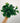 6" Philodendron ‘Cordatum’