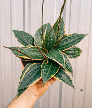 6" Variegated Hoya ‘Macrophylla'