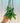 4" Vanilla Planifolia 'Vanilla Vine' (hanging basket)