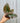 4" Begonia 'Brevirimosa'