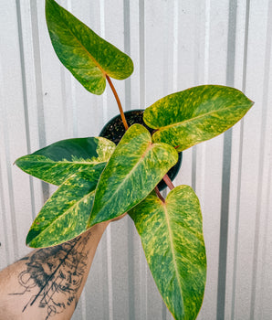 6" Philodendron 'Painted Lady'