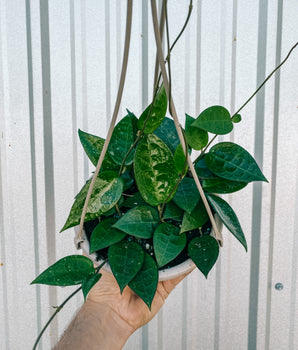 6” Hoya 'Parasitica Black Margin' (Hanging Basket)
