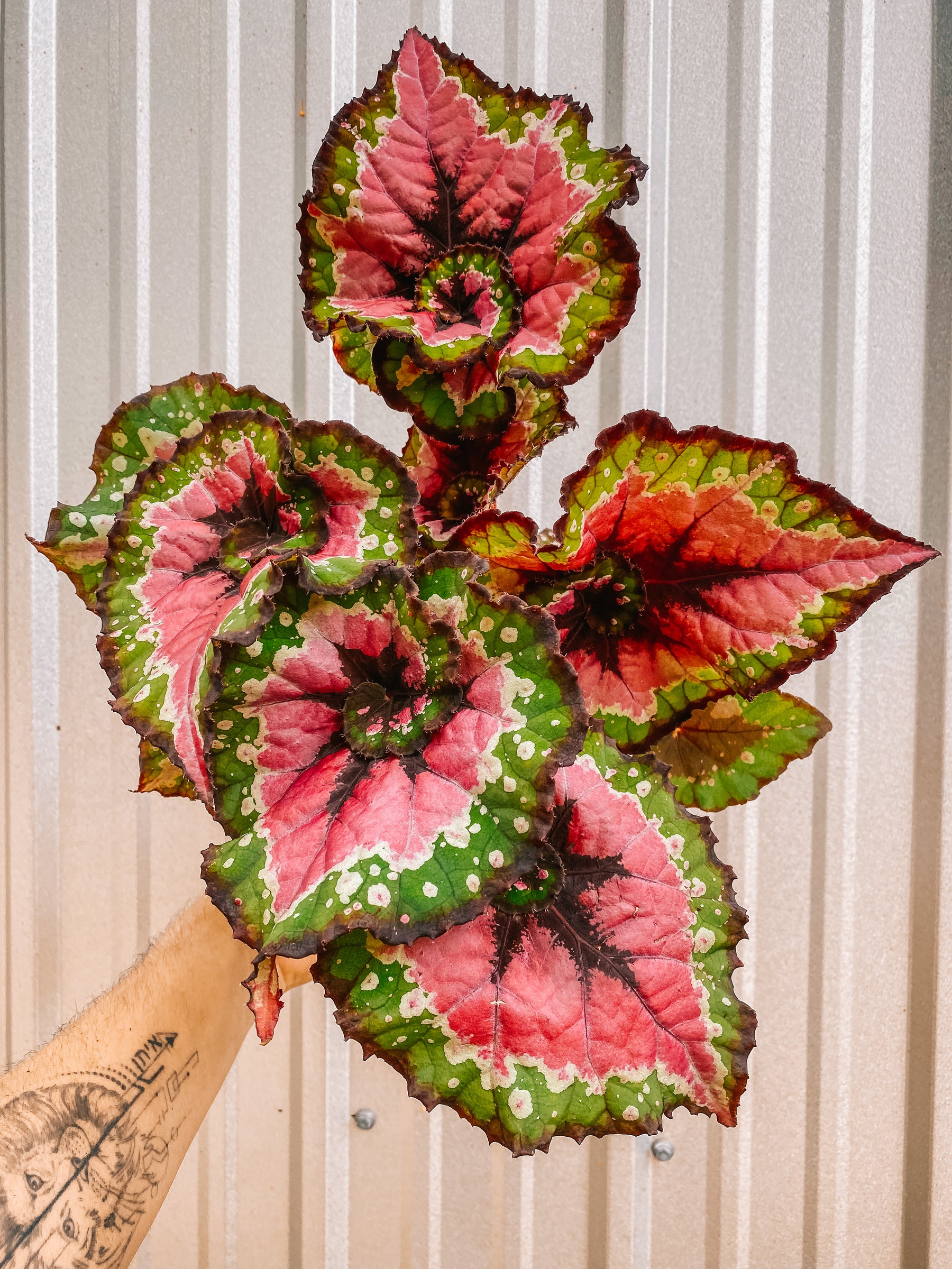 6" Begonia 'Christmas Curl'