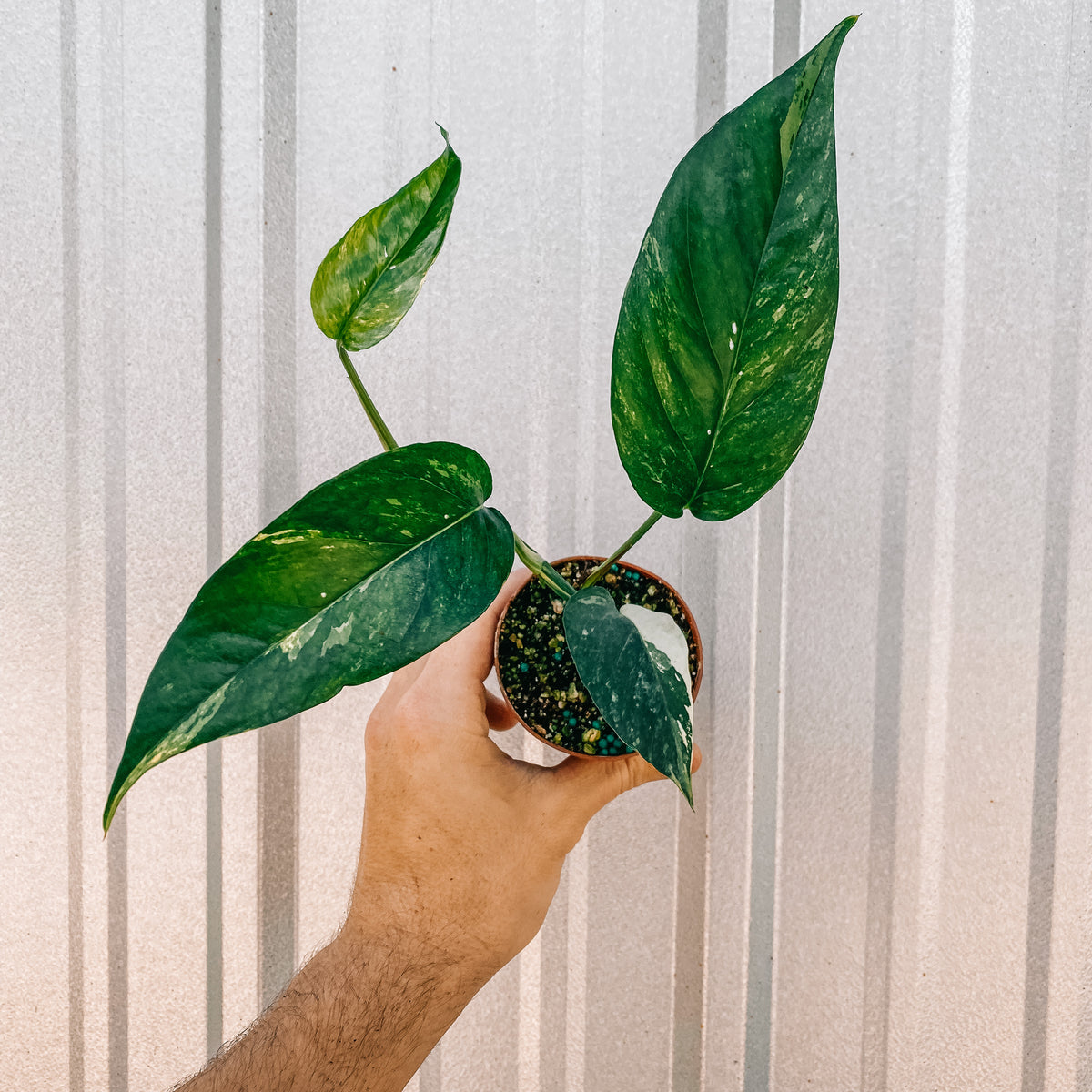 Epipremnum Pinnatum Albo/ How to keep the Variegation in Plants