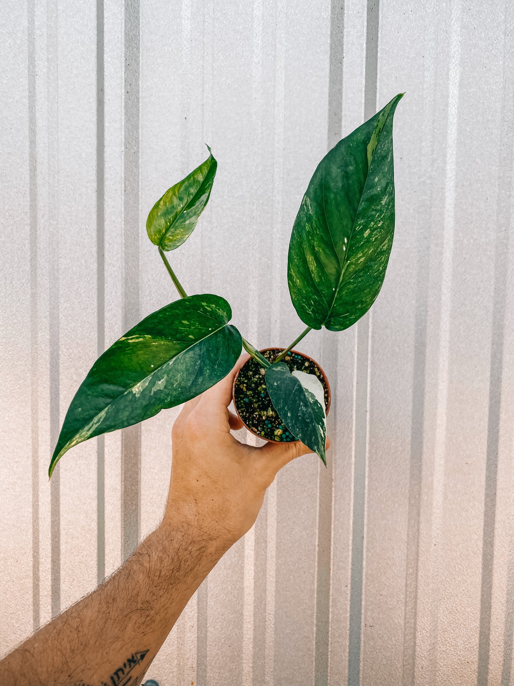 Epipremnum Pinnatum Albo Variegata - On Moss Pole - Very Large & Fenes –  Brumley & Bloom