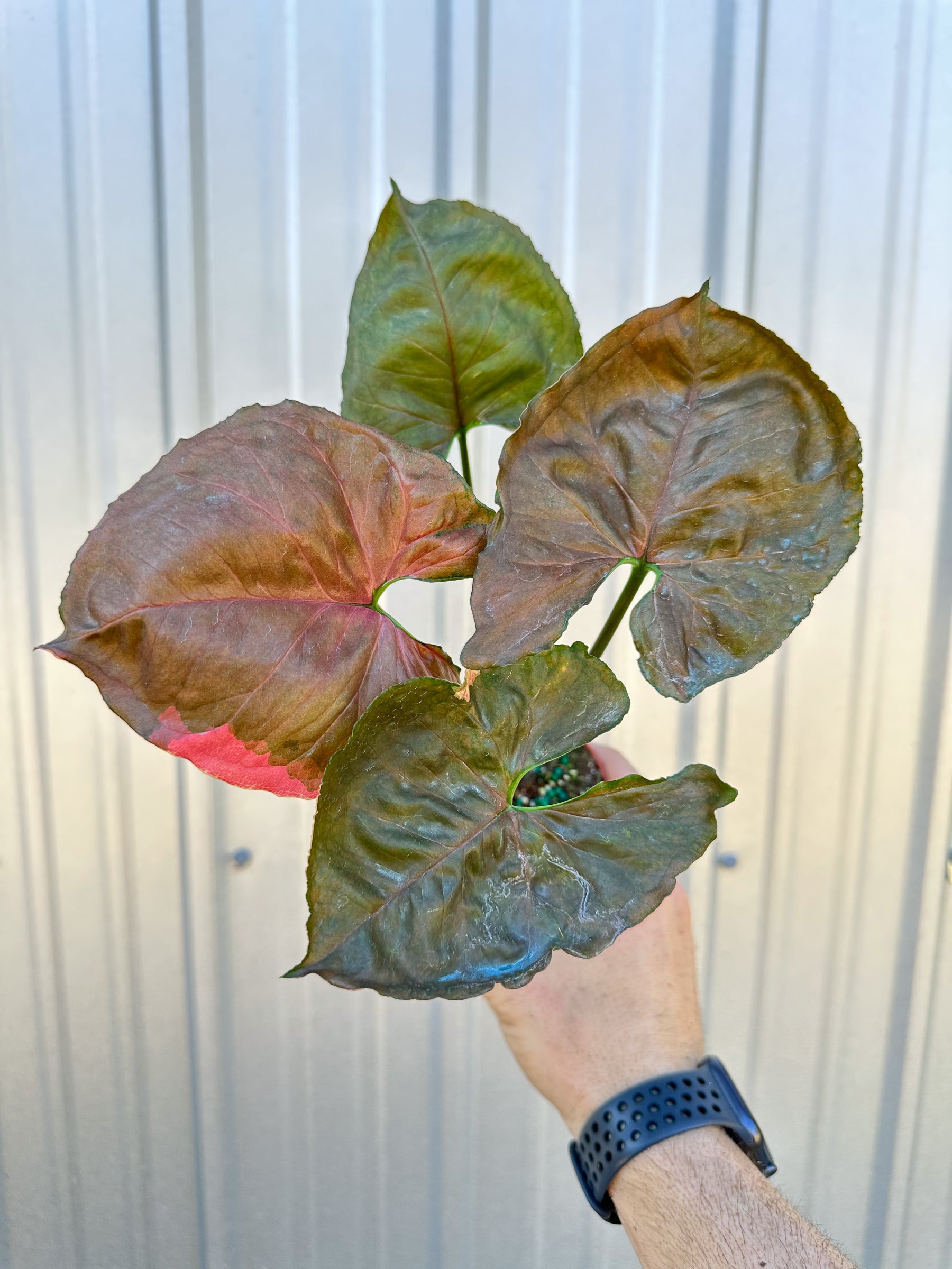 4" Syngonium 'Strawberry Ice' (low color)
