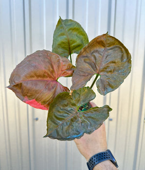 4" Syngonium 'Strawberry Ice' (low color)
