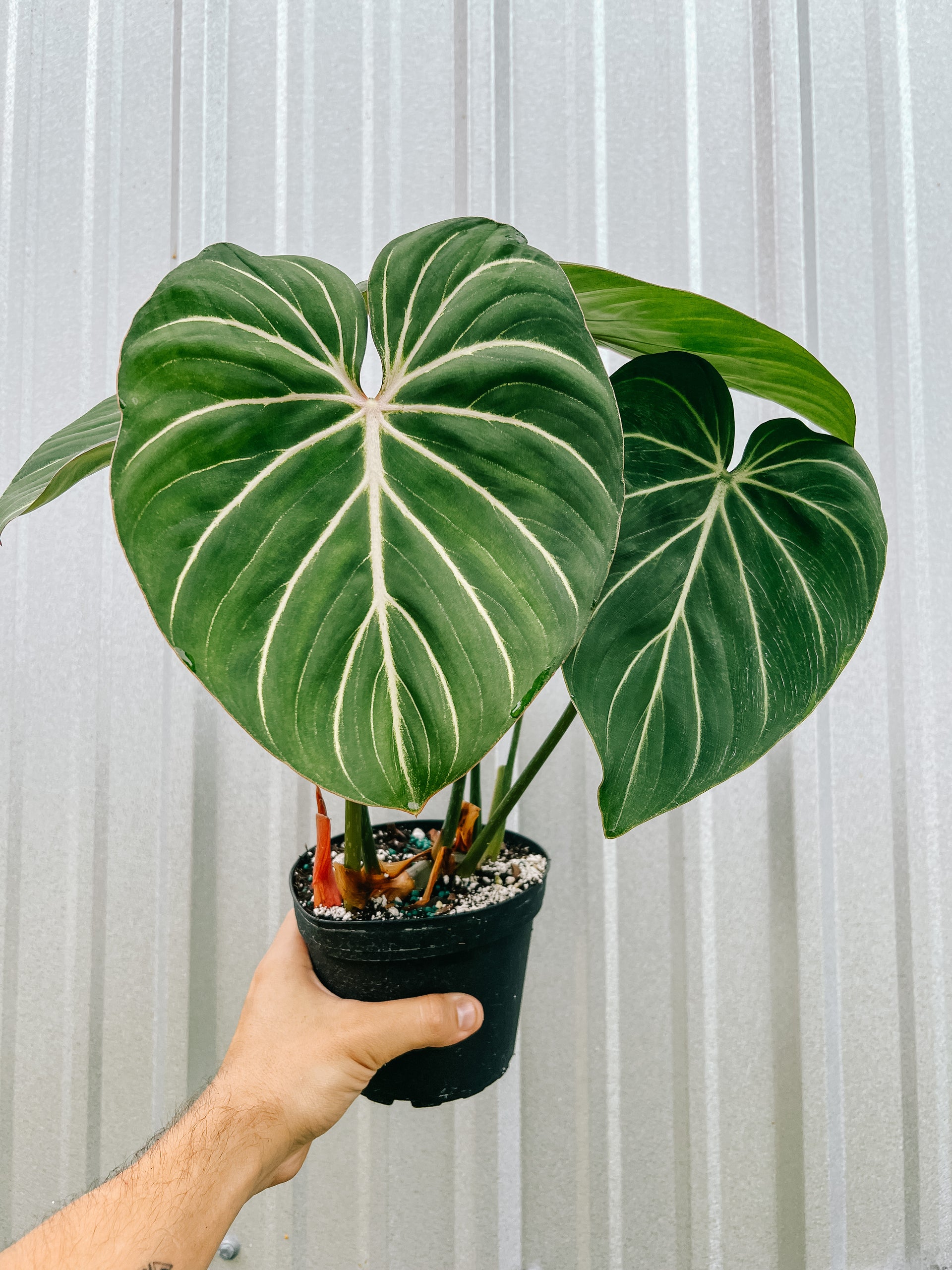 philodendron gloriosum wild 6" Philodendron 'Gloriosum' – BWH Plant Co