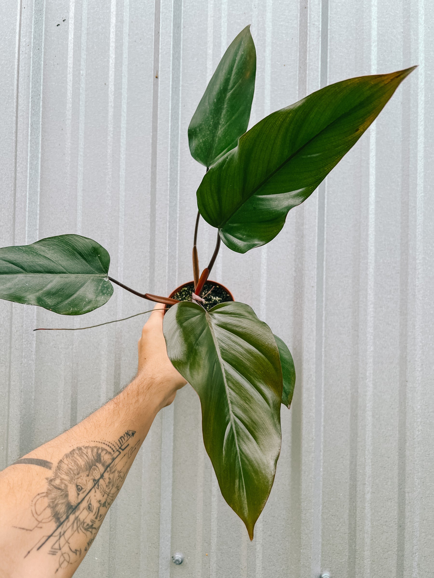 4" Philodendron 'Anderson Red'