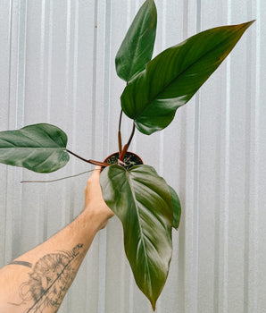 4" Philodendron 'Anderson Red'