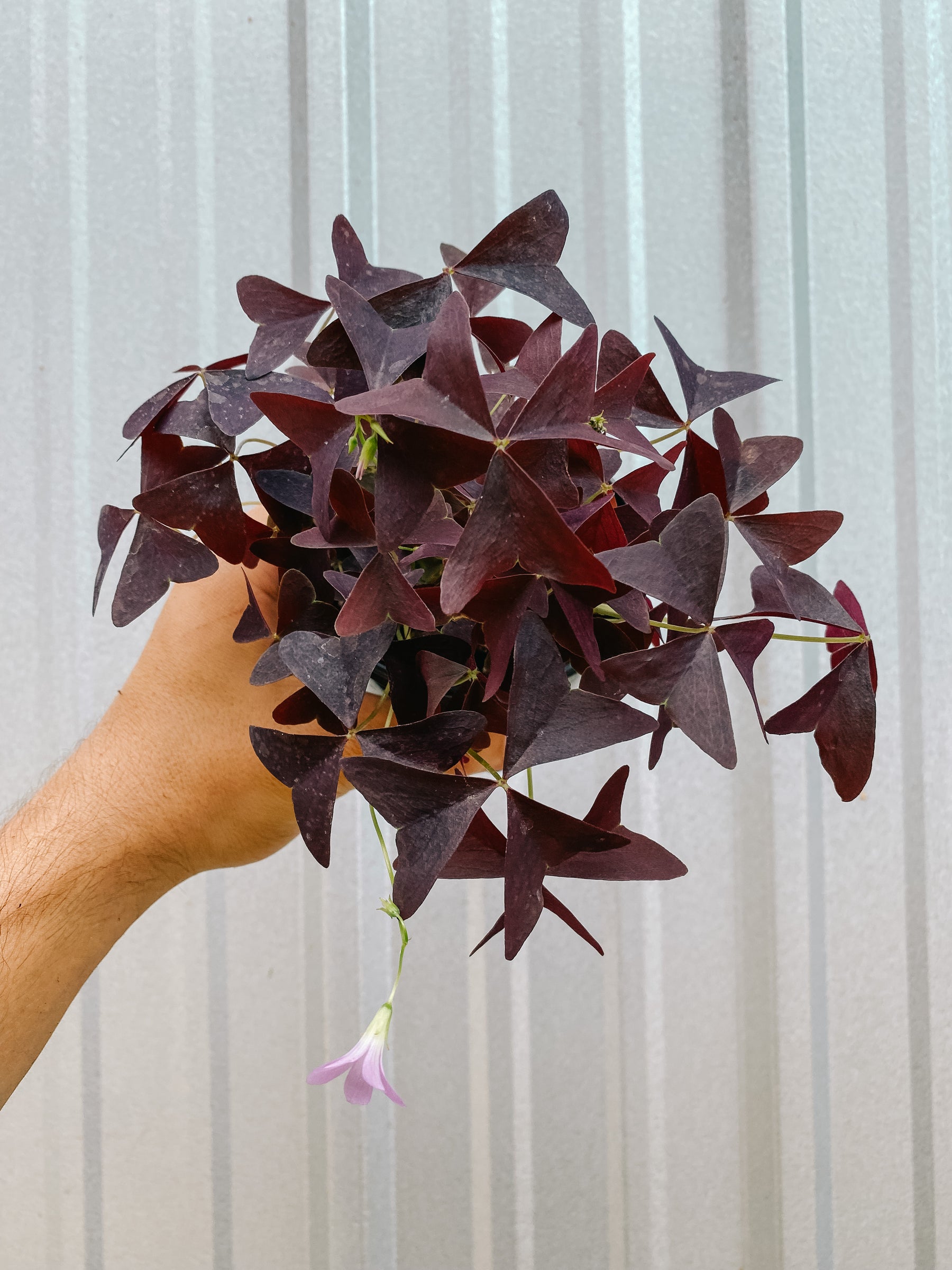 4" Oxalis Triangularis ‘Purple Shamrock’