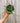 4.5" Hoya Retusa (Hanging Basket)