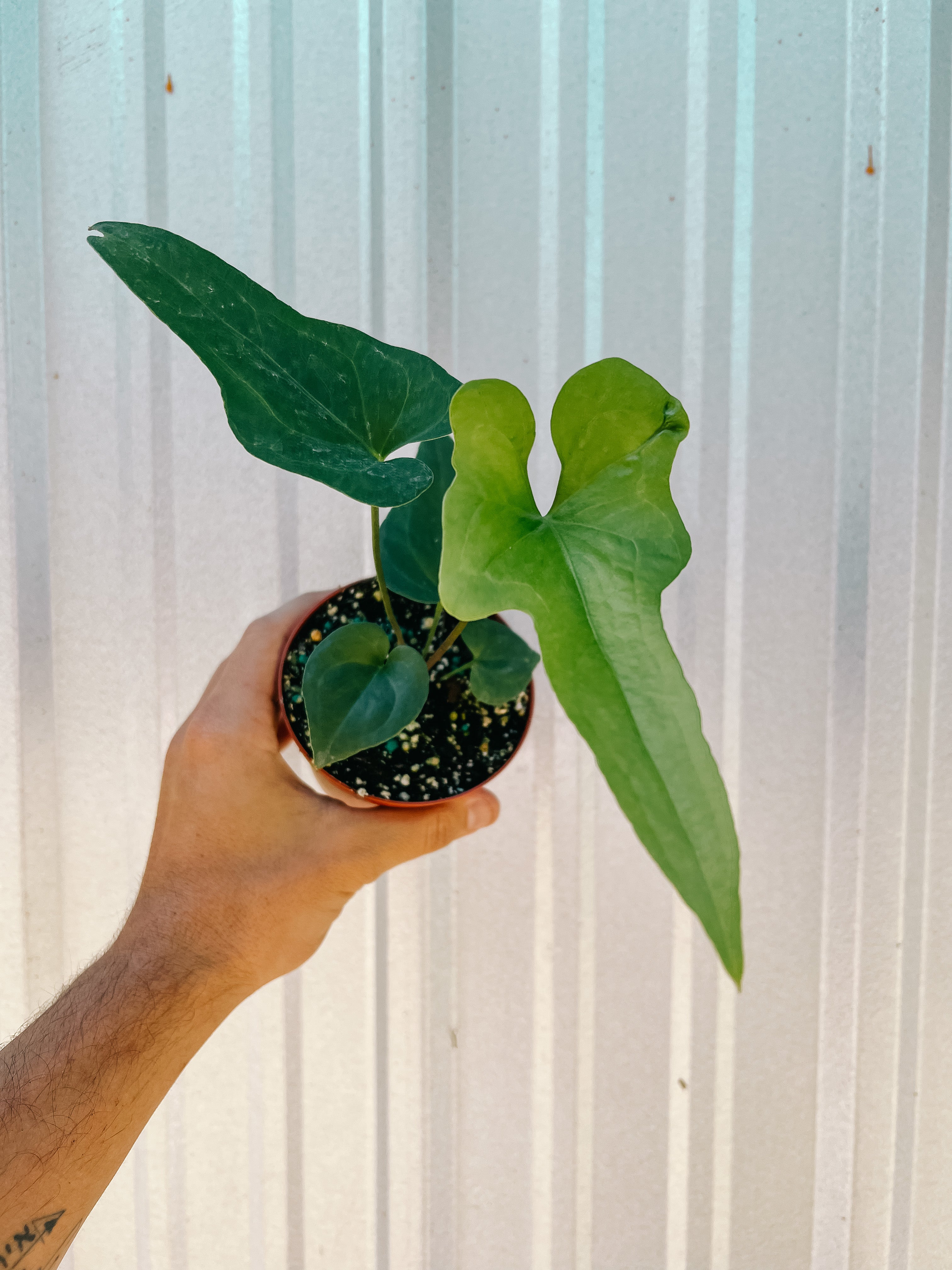 anthurium podophyllum for sale 4" Anthurium 'Podophyllum' – BWH Plant Co