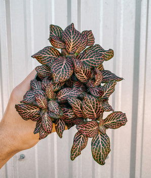 4" Fittonia ‘Nerve Plant’ (Pink)