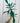 4" Philodendron 'Quercifolium'