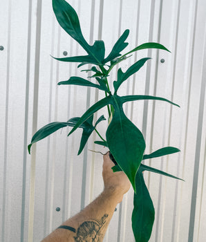4" Philodendron 'Quercifolium'