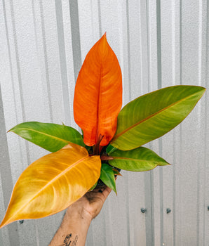 6" Philodendron 'Prince of Orange'