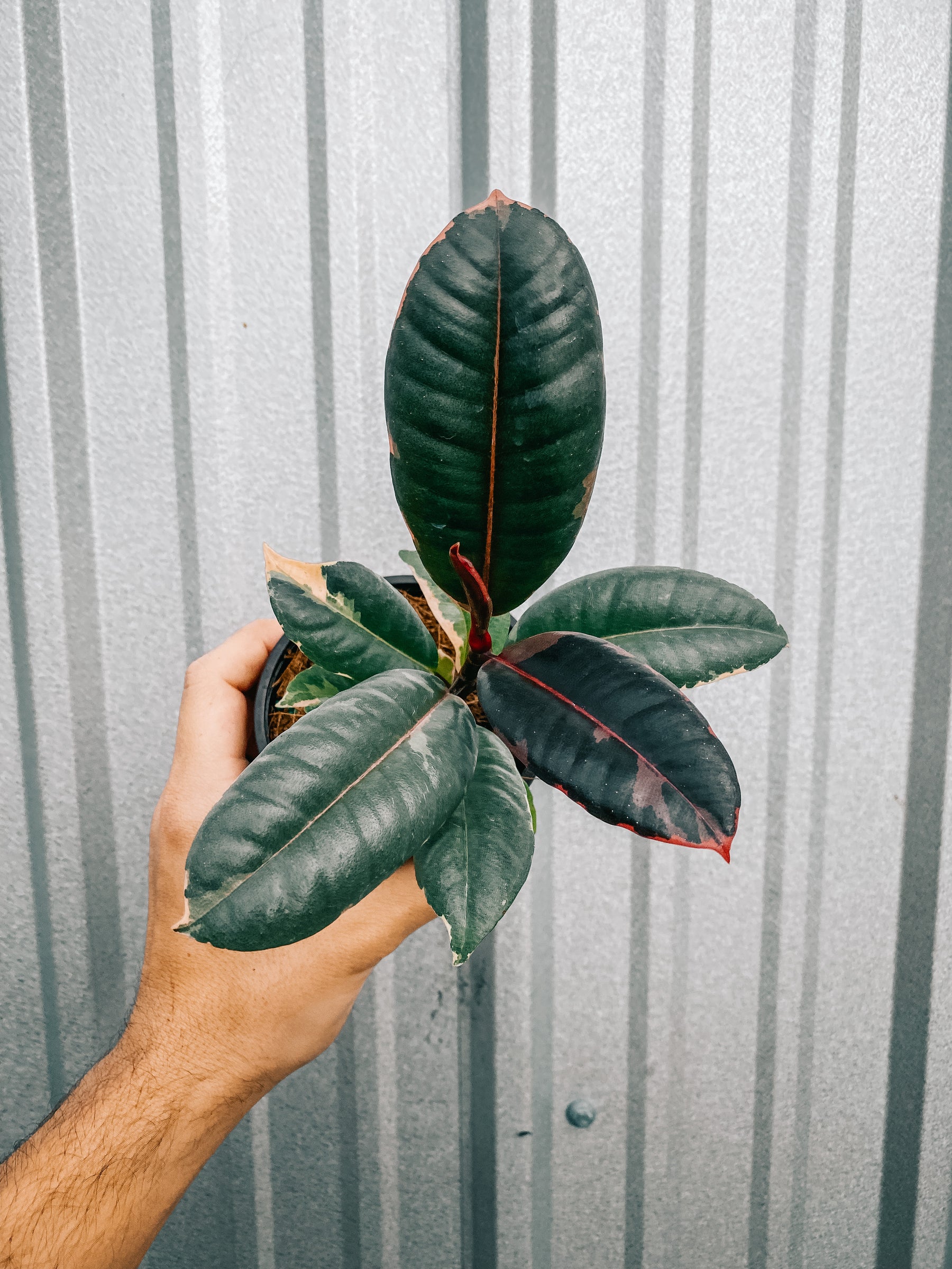 4" Ficus ‘Elastica Ruby’