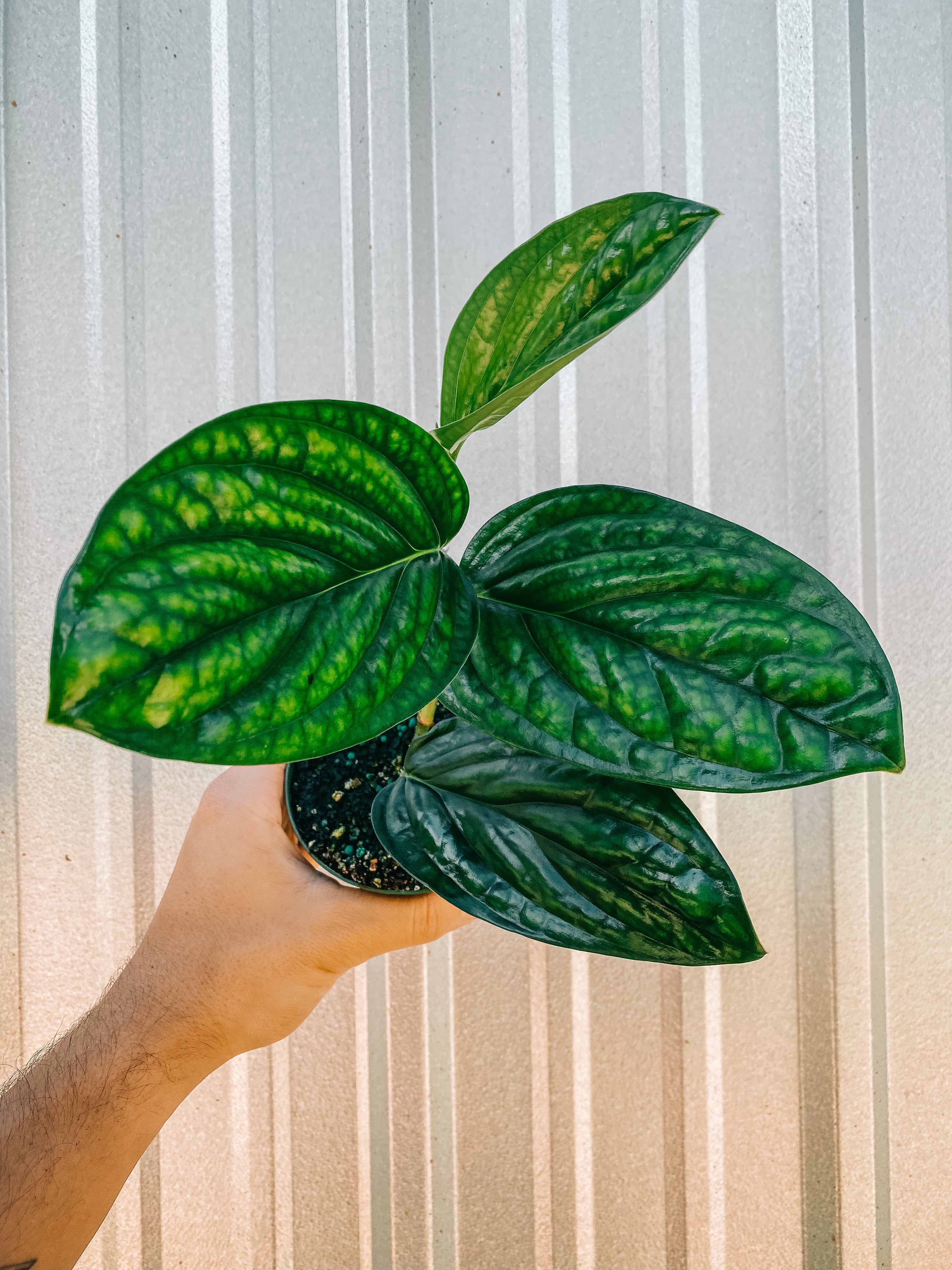monstera peru plant for sale 4" Monstera 'Peru' – BWH Plant Co