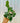 4" Hoya Carnosa cv. Snowball