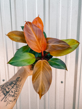 6" Philodendron 'Mccolley's Finale'