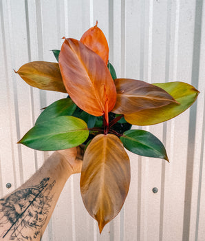 6" Philodendron 'Mccolley's Finale'