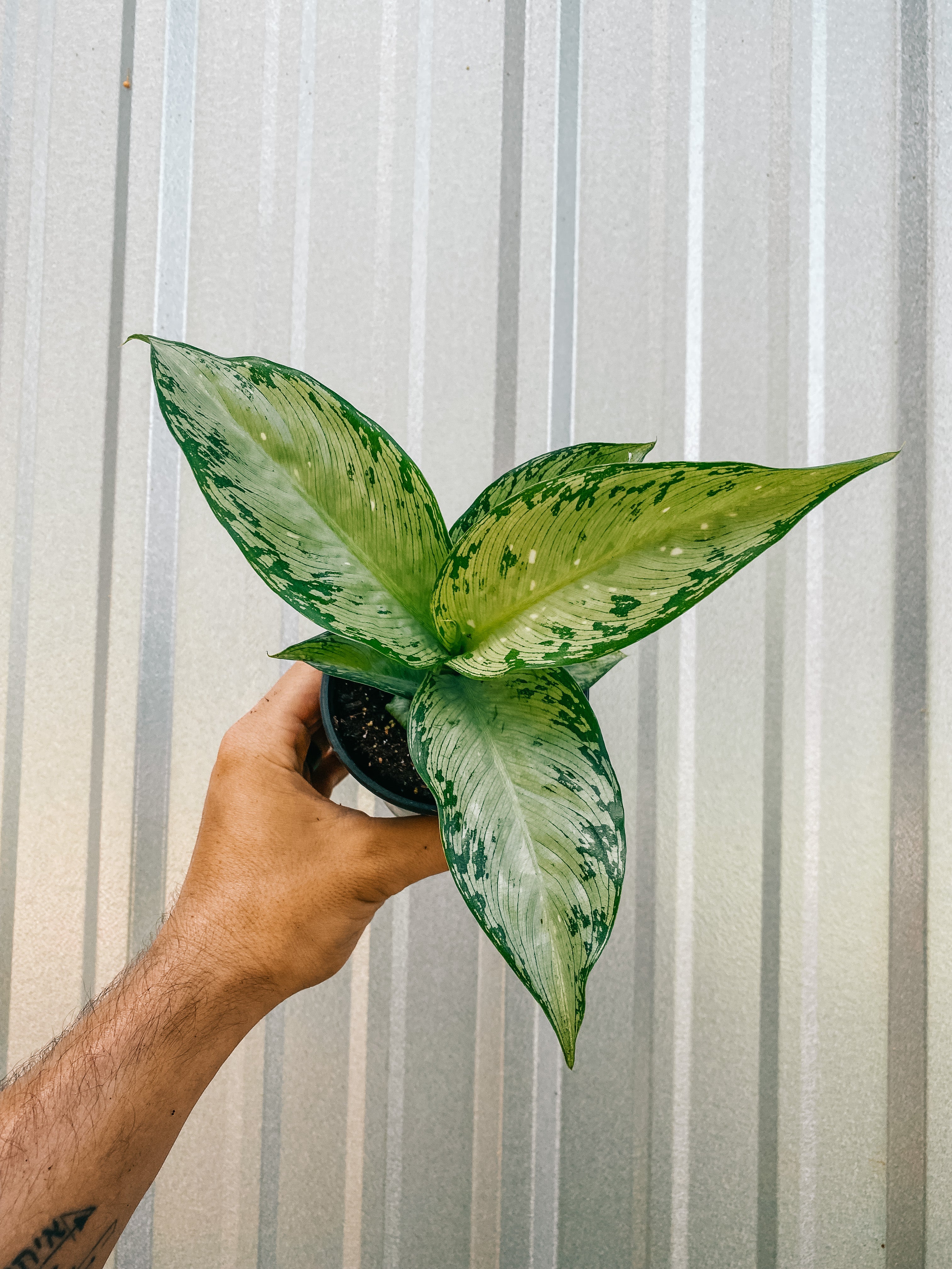 dieffenbachia maculata 'tropical tiki' 4" Dieffenbachia 'Tiki' – BWH Plant Co
